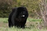 CHOW CHOW 446
